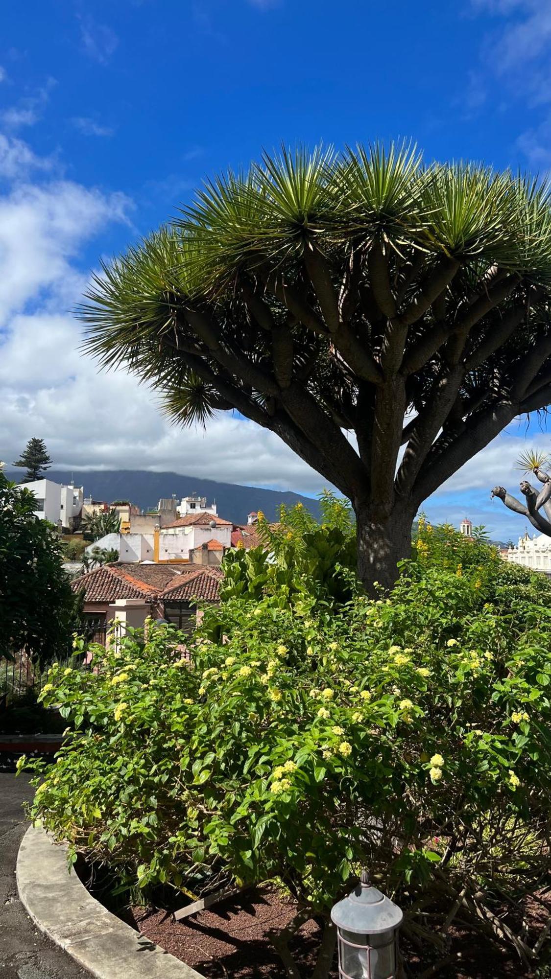 Tenerife Te Espera! Apartment Икод де лос Винос Екстериор снимка